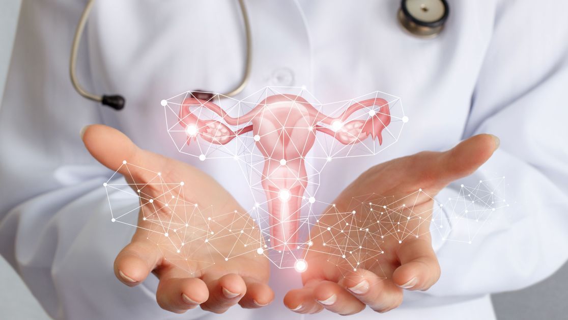 Анатомия женской репродуктивной системы | Румянцева, md