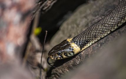 У Карпатах з'явилася небезпечна змія-мутант - ЗМІ