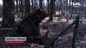 Весну носом чують: На Львівщині ведмеді прокинулися після зимової сплячки