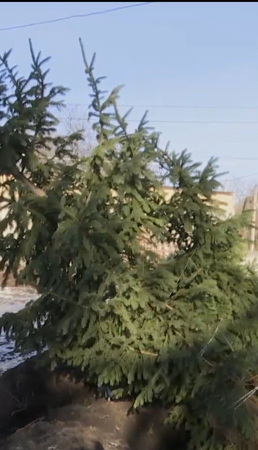 Небайдужі жителі Кропивницького врятували 5-метрову ялину від зрубу