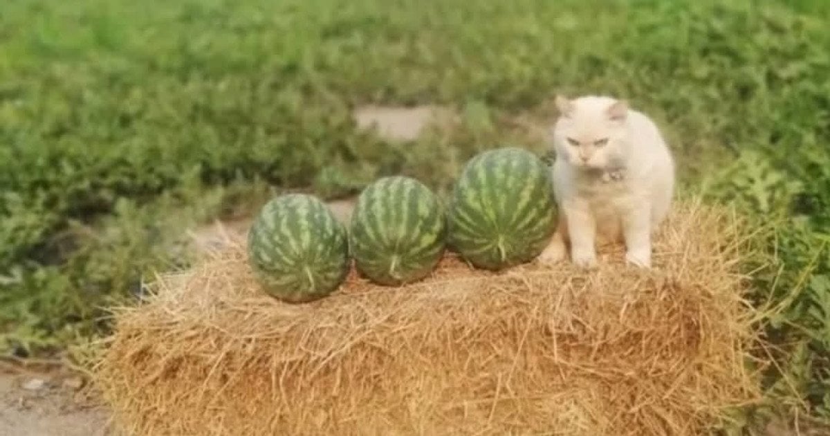 Кіт і кавуни