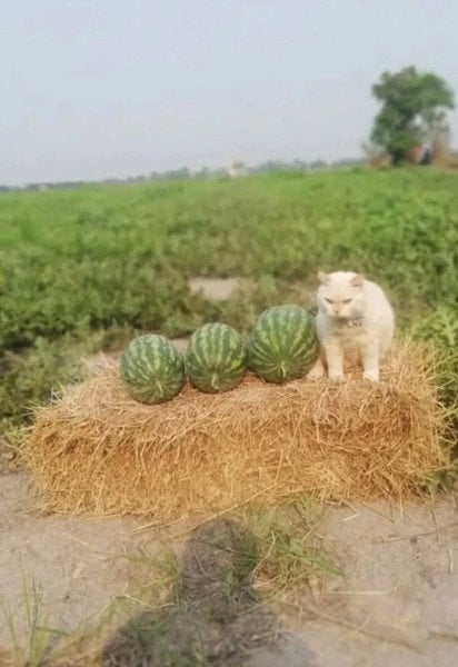 Кіт і кавуни