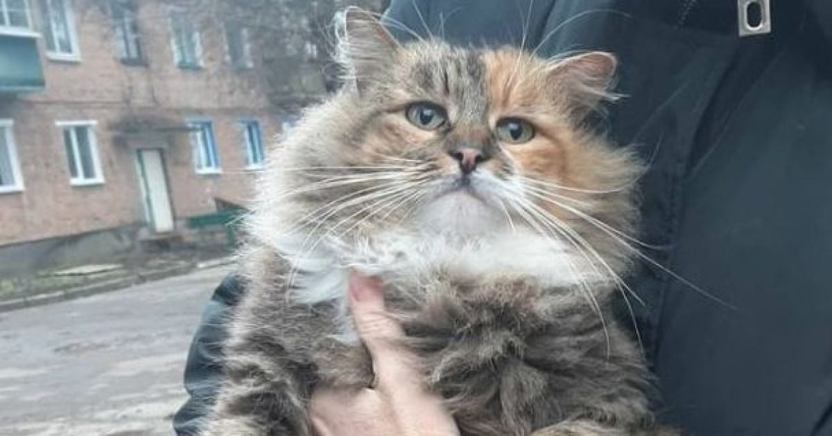 Под Харьковом убили бездомную кошку, а труп демонстративно повесили на воротах церкви