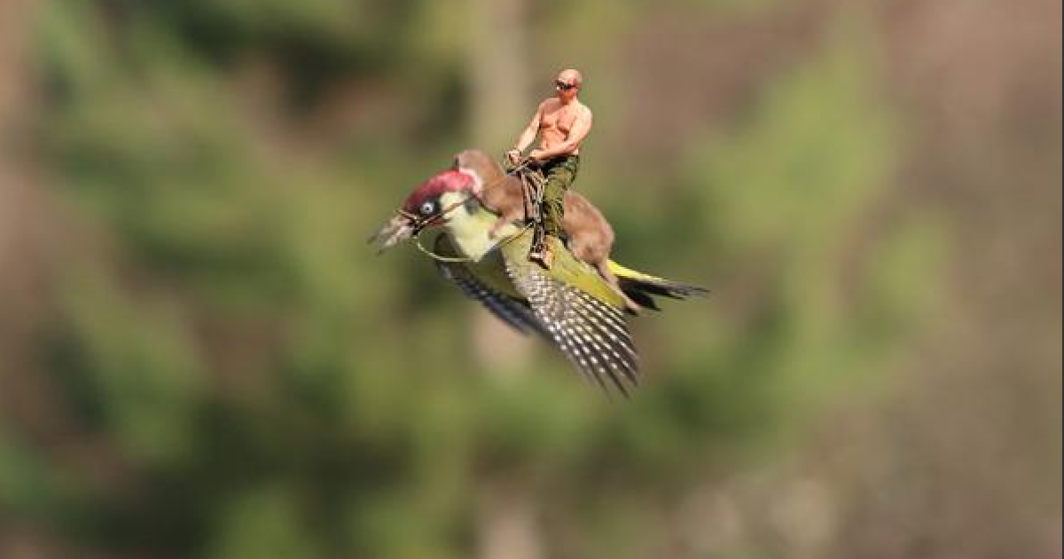 Фотограф Мартін ЛеМей зробив надзвичайне фото  &nbsp;ласки верхи на дятлі, а Інтернет відразу відреагував