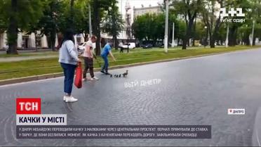 Новости Украины: в Днепре утка с малышами заблокировала движение по центральному проспекту
