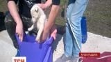 В Кировограде закрыли уголовное дело против студентов, которые расчленили щенка