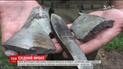 Двое украинских военных получили ранения на восточном фронте