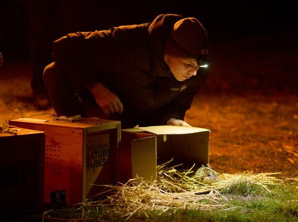 У природу повертають вид, який вважали вимерлим: що це за тварина (фото)