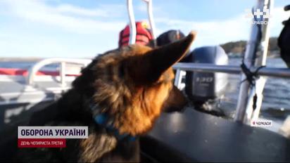 Единственная собака-водолаз на всю страну: спасатели разглядели у подопечной уникальные способности