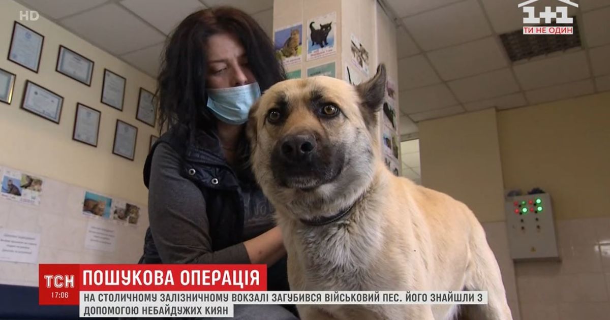 Військовий Хатіко: у Києві пес відстав від потягу і не залишав вокзал, поки його не знайшли волонтери