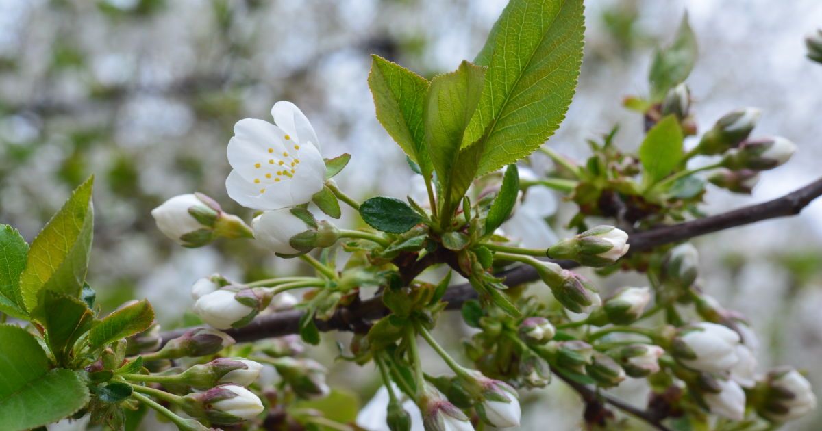 Ночные заморозки, а днем до 18 градусов тепла: погода на среду