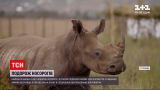 Новини світу: 30 носорогів подолали майже 3,5 тисячі кілометрів з Південної Африки до Руанди