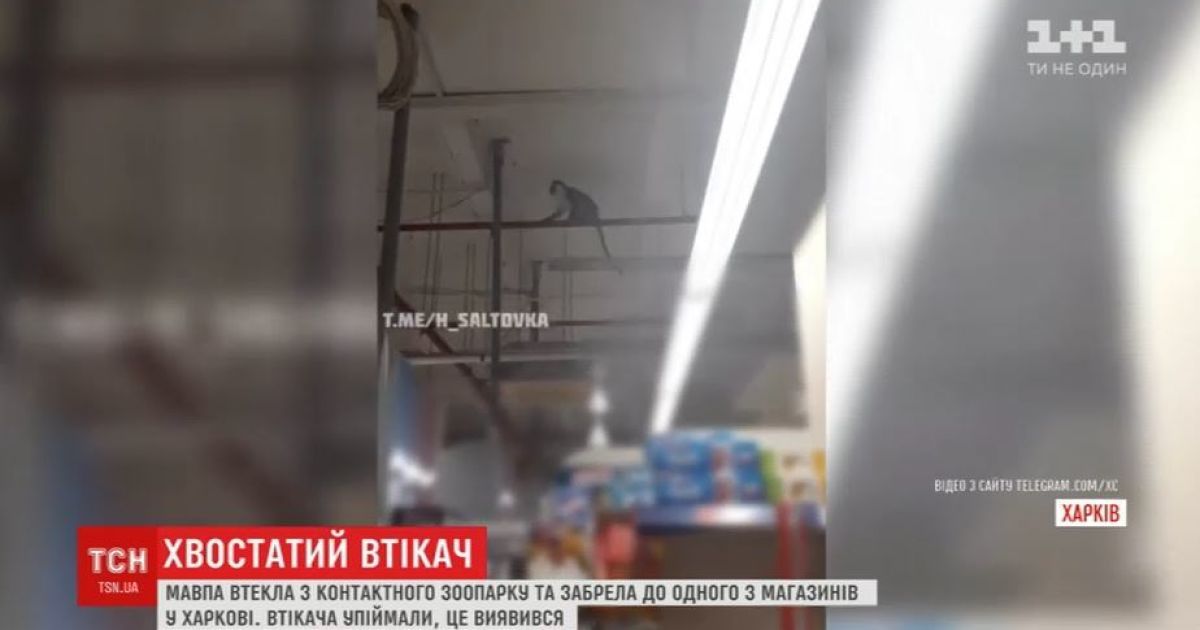 У крамниці Харкова довелося ловити мавпу, яка втекла з місцевого зоопарку