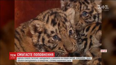 У китайському зоопарку народилося одразу сім тигренят