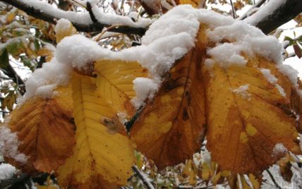 Выходные принесут в Украину сильные дожди с мокрым снегом. Прогноз погоды