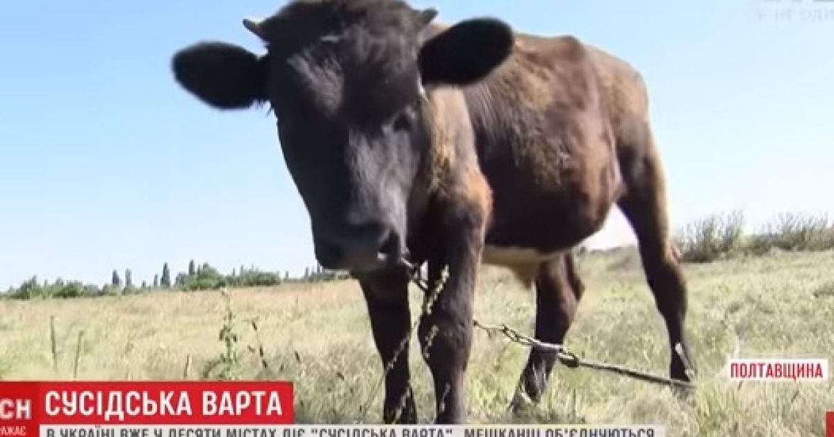 Село на Полтавщині нашпигували камерами спостереження, щоб дивитися за худобою і ловити злодіїв