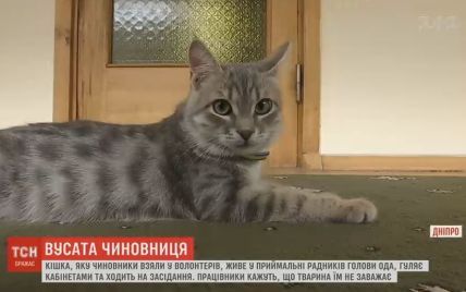 В Днепропетровской областной администрации "работает" самая настоящая кошка
