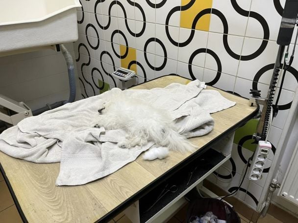  / © Поліція Київської області