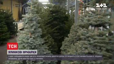 Елочные ярмарки: какая минимальная стоимость новогоднего дерева