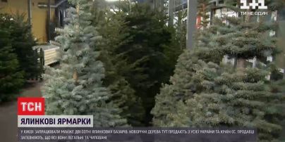 Елочные ярмарки: какая минимальная стоимость новогоднего дерева