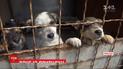 Жителі Миколаєва за 3 тижні розібрали по домівках більше 30 собак з притулку