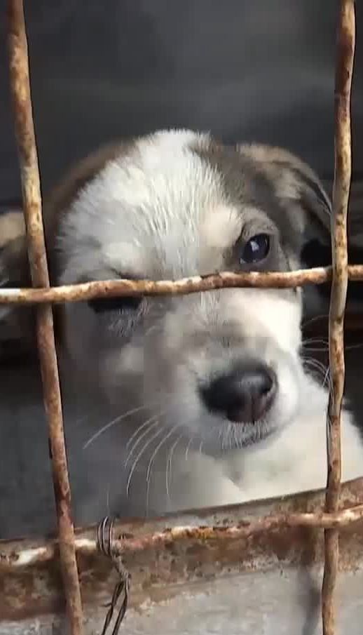 Жителі Миколаєва за 3 тижні розібрали по домівках більше 30 собак з притулку