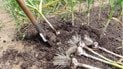 Що посадити після часнику: як отримати другий врожай та захистити грядку