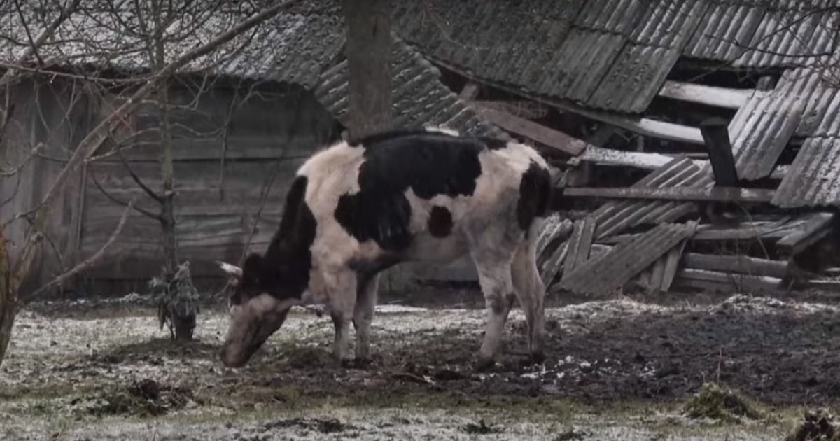 скріншот з відео / "Надзвичайні Новини"