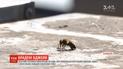 Пасечник из Львовщины пообещал тысячу долларов за информацию о ворах его ульев