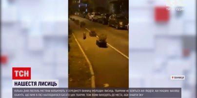 Новости Украины: в центре Винницы несколько дней подряд фиксируют лис