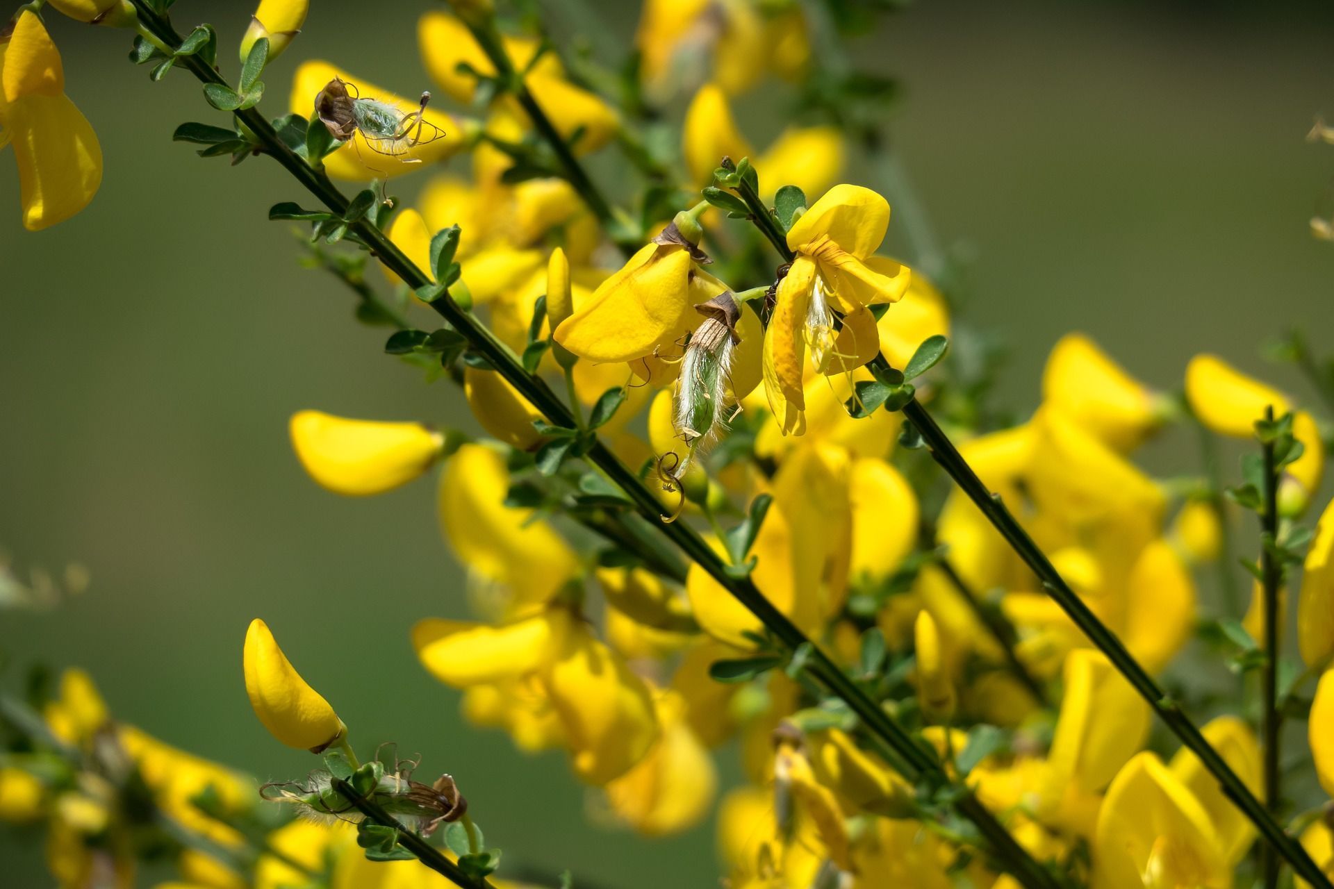 On May 28, the flowers on the juniper indicate that it is time to sow barley / © pixabay.com