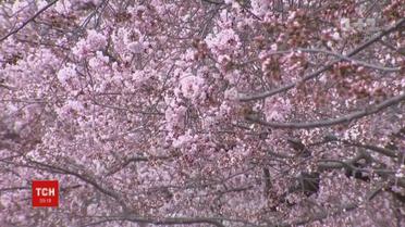 Вашингтон потопає у рожевому квіті сакури