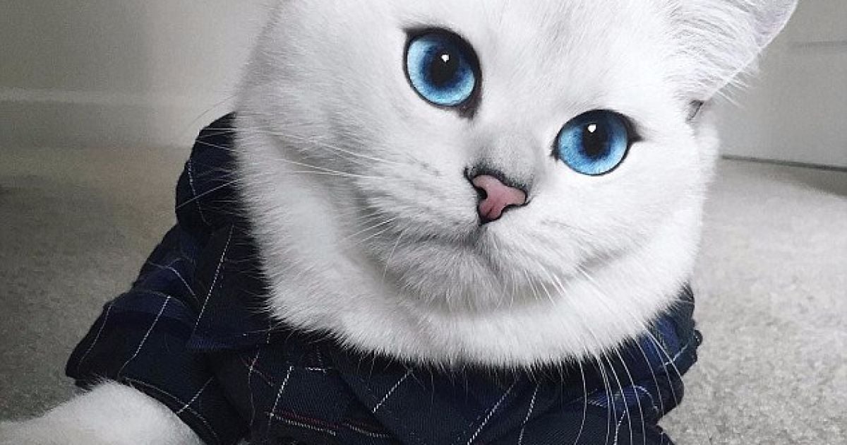 Коби покорил соцсети