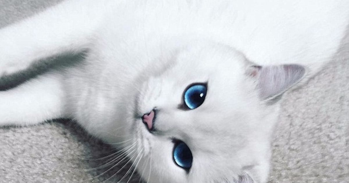 Коби покорил соцсети / © dailymail.co.uk