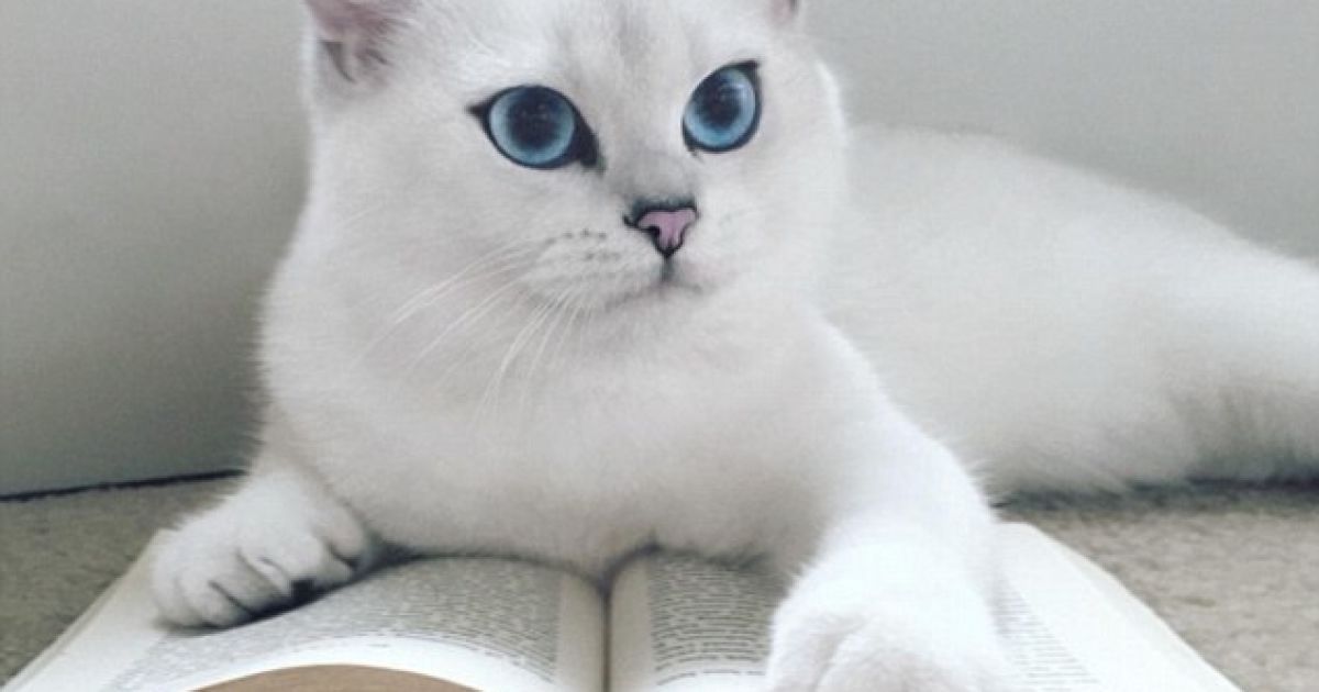 Коби покорил соцсети / © dailymail.co.uk