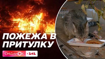 Пожар в Котохате: кто поджег приют для кошек и какая там сейчас ситуация