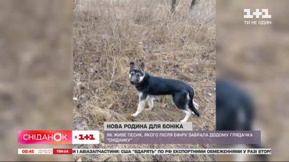 Драматична історія песика Боніка, якого влітку небайдужі люди врятували від загибелі