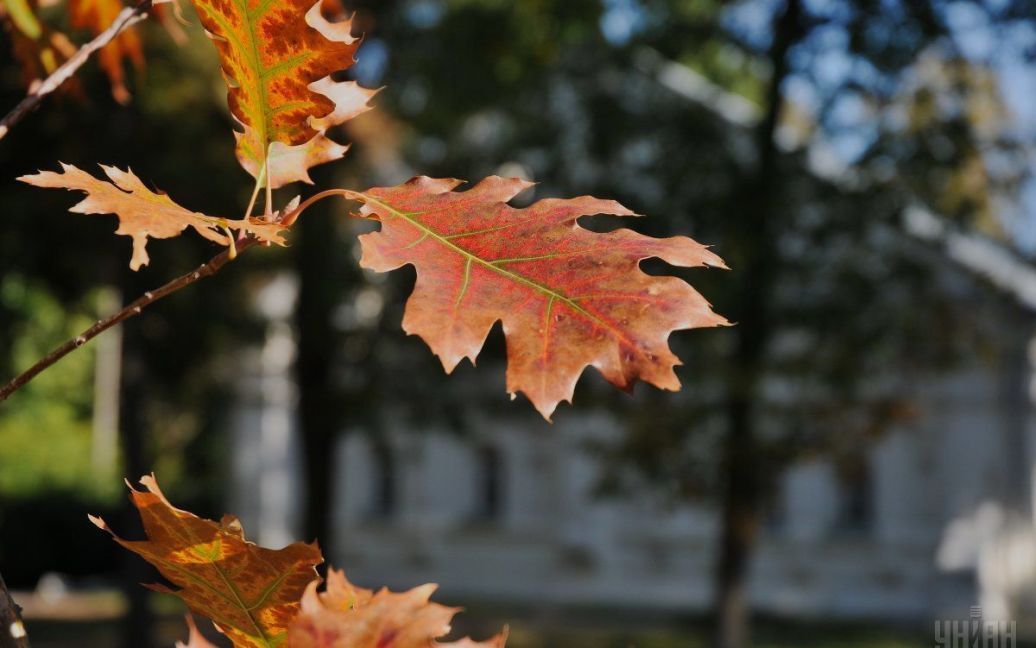 Осень в Чернигове / © 