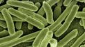 Кишкова паличка E. coli