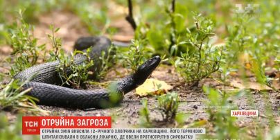 Ядовитая змея укусила 12-летнего мальчика во время отдыха на берегу реки