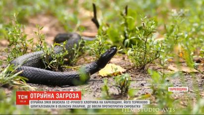 Ядовитая змея укусила 12-летнего мальчика во время отдыха на берегу реки