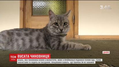 Працівники Дніпропетровської обладміністрації завели кішку, яка ходить на наради