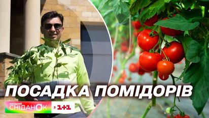 Из студии – на грядку: Игорь Цыганик и Валентина Хамайко посадили помидоры, выращенные в эфире "Сниданка"
