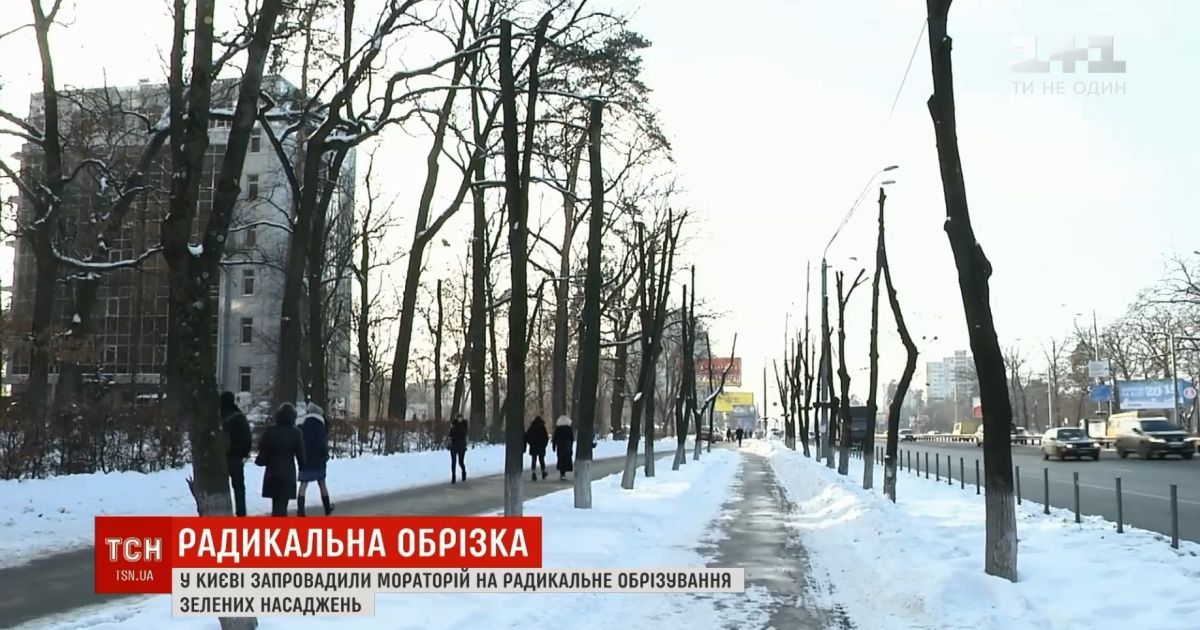 У Києві схвалили мораторій на обрізування дерев