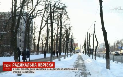 В Киеве одобрили мораторий на обрезку деревьев