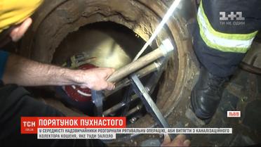 Во Львове чрезвычайники развернули спасательную операцию, чтобы вытащить котёнка с коллектора