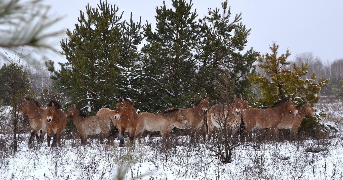Лошади Пржевальского прячутся от пронизывающего ветра за природной стеной из молодых сосен