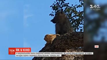 Как в кино: гид в ЮАР снял, как бабуин украл львенка