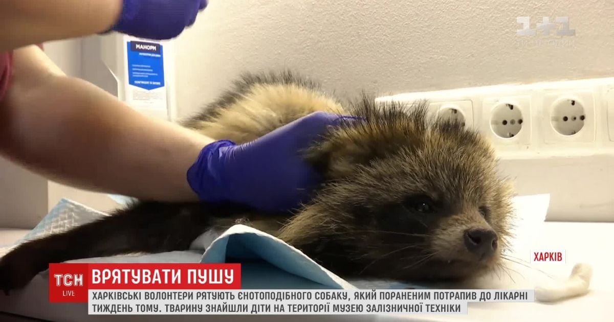 В Харькове спасли енотовидную собаку, которая вышла в город в поисках пищи