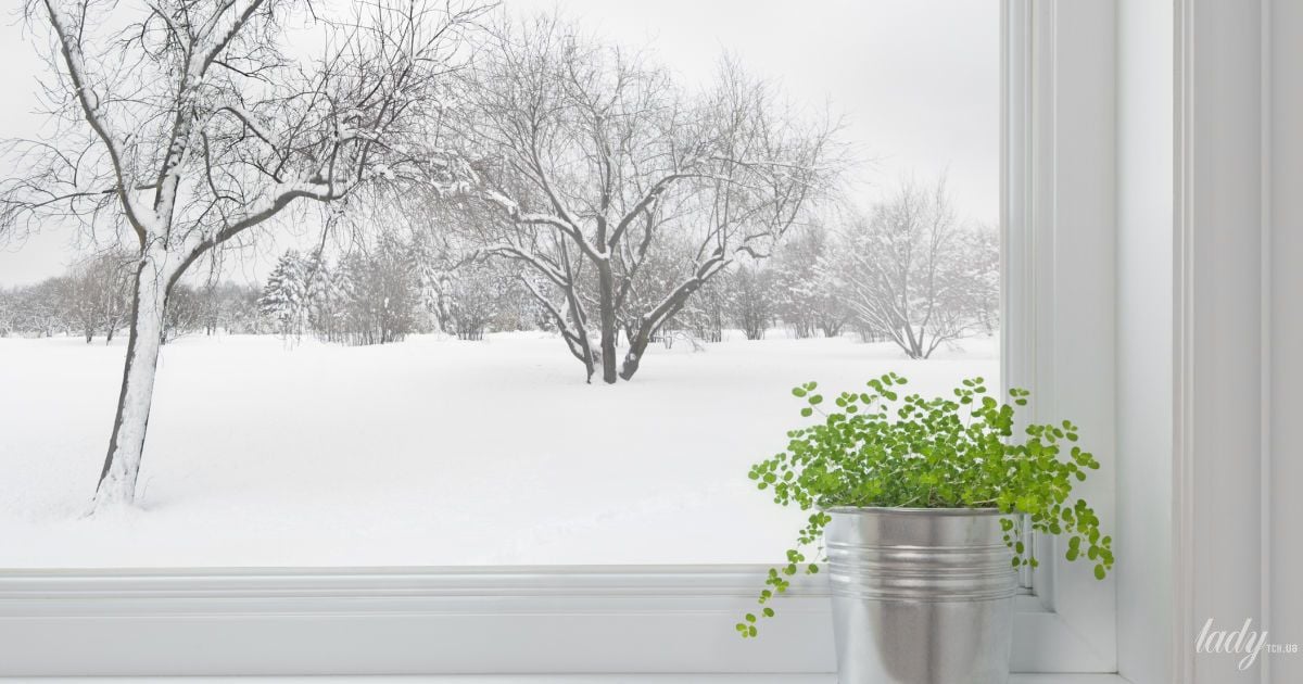 Кімнатна рослина на підвіконні